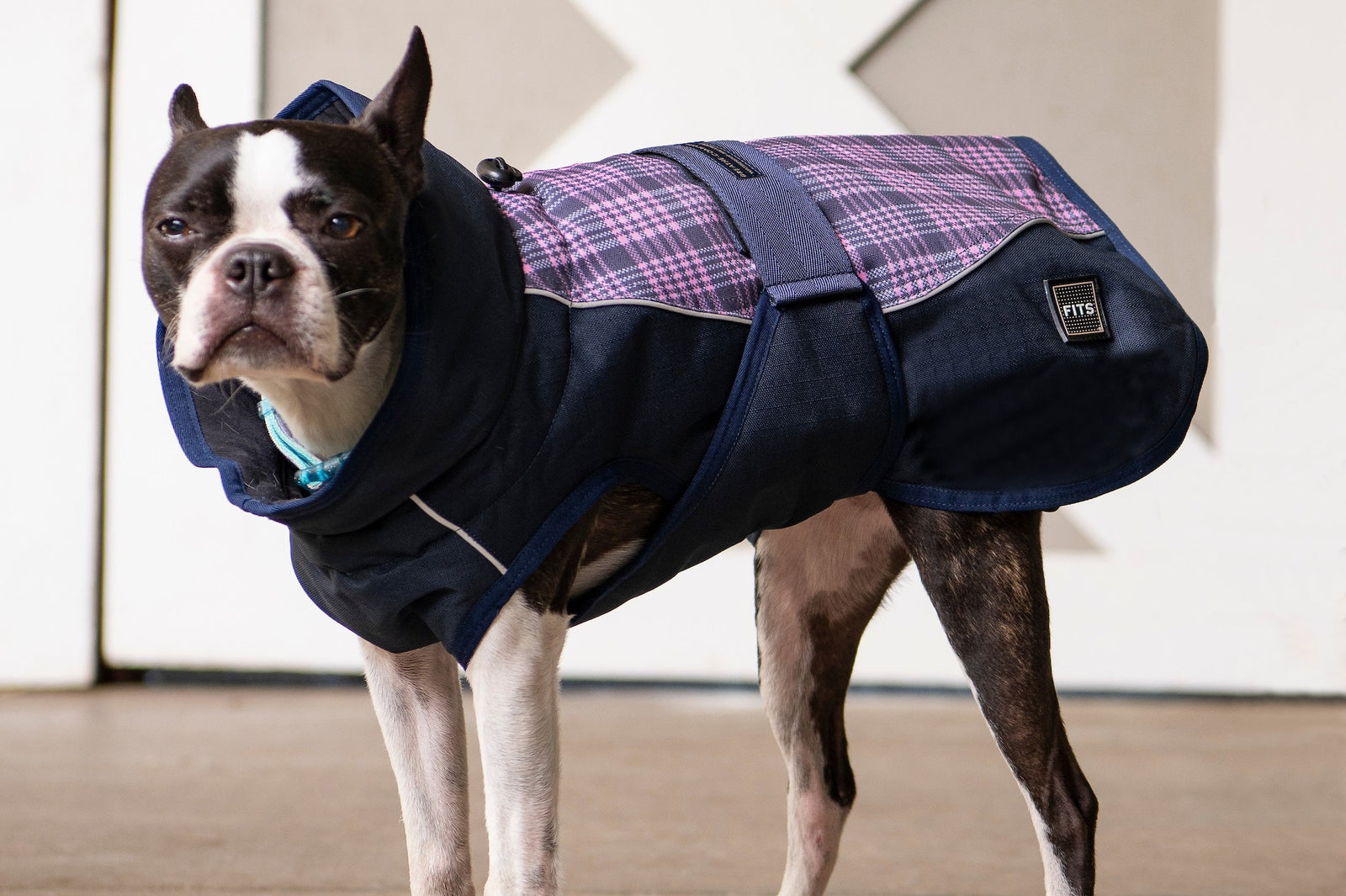 All Weather Dog Coat
