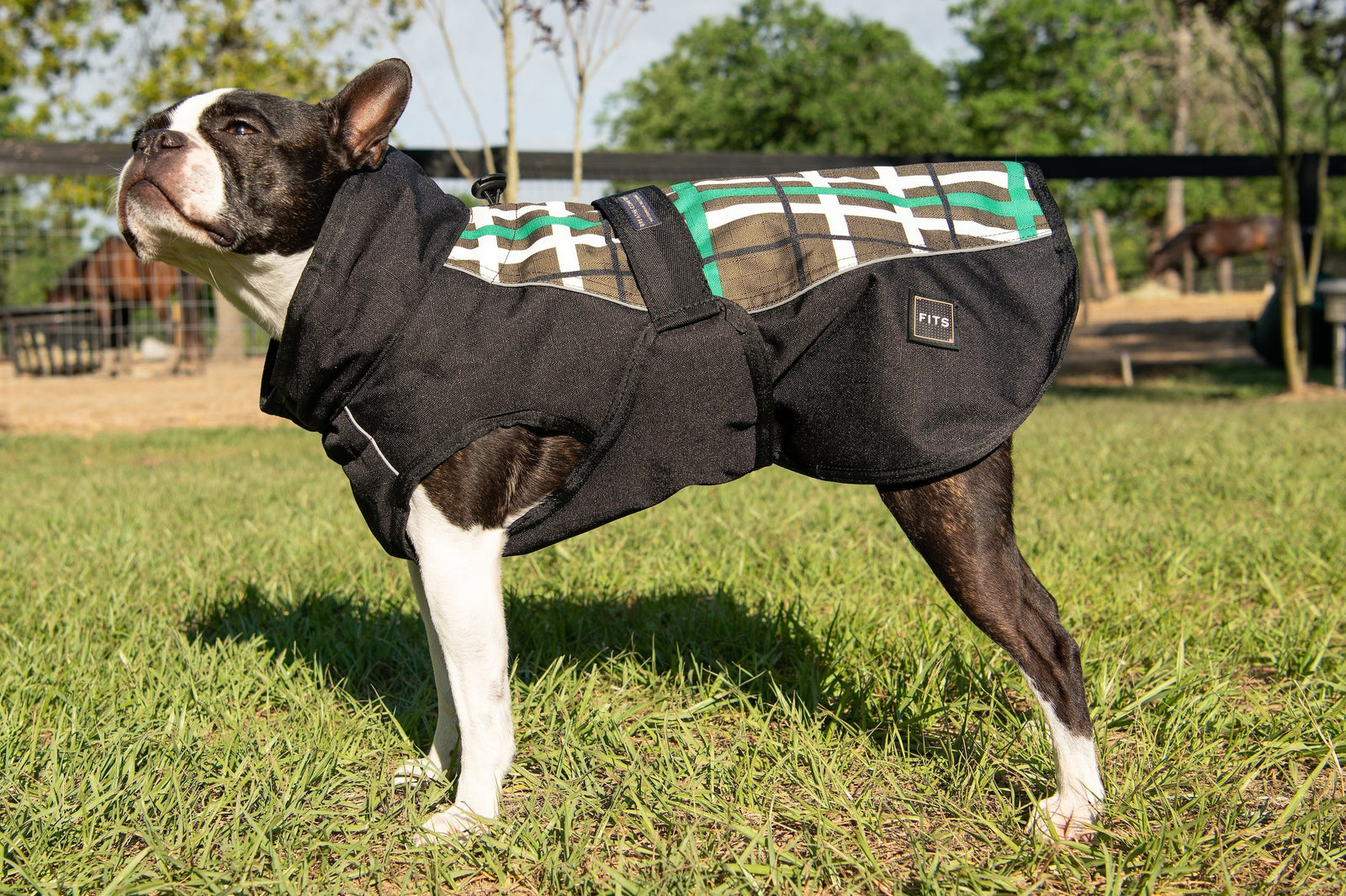 All Weather Dog Coat